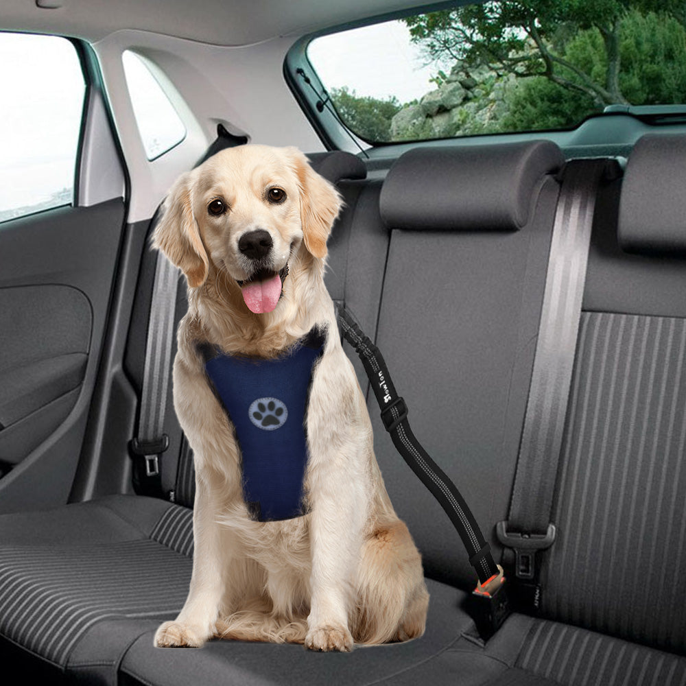 Dog Car Harness & Seat Belt - Canvas Blue – Slowtonglobal