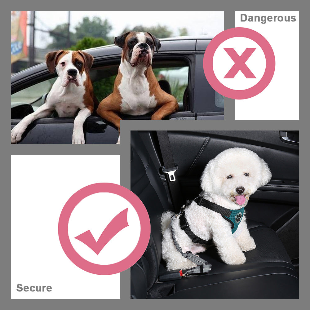 Double Dog Car Seatbelt Grey - Main Image